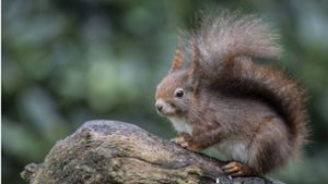Flauschige Wirte: Eichhörnchen übertrugen im Mittelalter Lepra